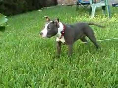 hawiian red nose pitbull