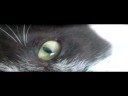 A Rebelião dos Felinos A Rebelião dos Felinos