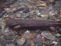 Hellbender