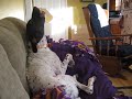 German Shorthairs howling at  commercial