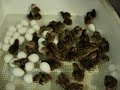 Bobwhite chicks hatch Bobwhite chicks hatch