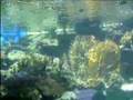 aquarium des lagons