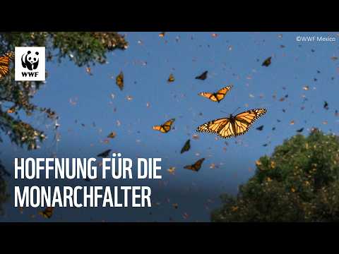🦋 Monarchfalter in Mexiko: Hoffnung für die Schmet ...