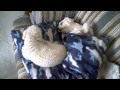 Cockapoo