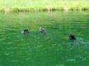 Rotties swim and herd ducks Rotties swim and herd ducks