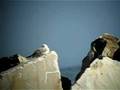 Cormoranes y otras marinas...