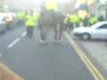 carlisle v millwall carlisle v millwall