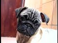 oscar dream