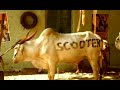 Scooter - Behind the cow