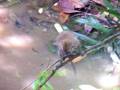 videos de Monkeys in Singapore