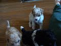 puppies  day 31
