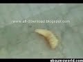 mosquito-bite-maggots-after-vacation.html