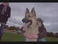 Berger allemand Berger allemand