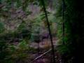 doe and yearling
