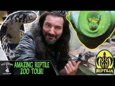 YouTube reptile video