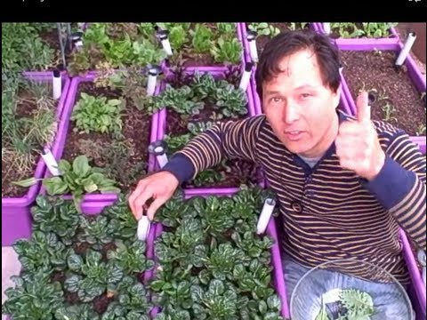 how to harvest greens
