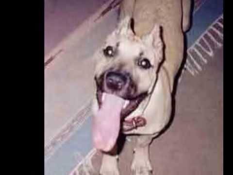 PITTBUL