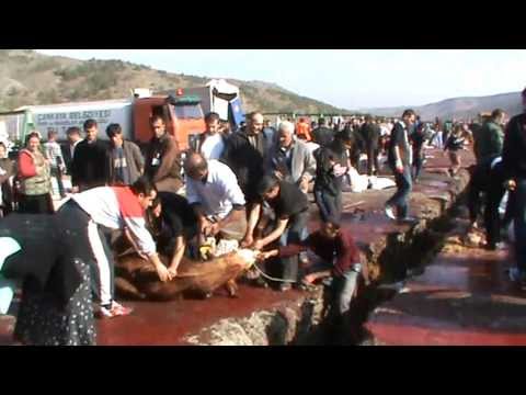 girl slaughter animal