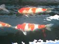 koi-kk 001.avi