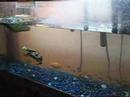 The Turtle Houdini