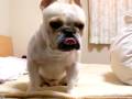 French bulldog, MIRCO 086 フレンチブルドッグのミルコ、早朝に叩き起こす