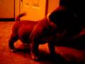 Antiguo Bulldog Inglés video