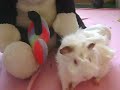 Mis cobis en su rato de ocio.