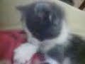 Montse Akane Gatito Budy Montse Akane Gatito Budy
