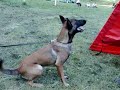 Malinois,Zajove sestry Ela,ESTER pod Cvilinem,Jelenec 2008