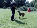 Malinois,Zajove sestry Ela,ESTER pod Cvilinem,Jelenec 2008