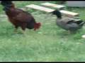 Duck Attacks Roster