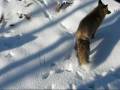 videos de Moose Lake Fox!.wmv