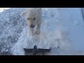 Tazer Digs Snow