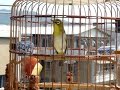Pleci Ngerol Isian Kenari dan Kolibri Ninja | Pleci Jawara
