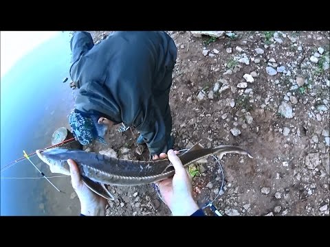 рыбалка на реке белая на осетра рыбалка на реке белая на осетра
