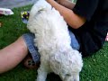 Puli (Sheepdog) Welpe - Puppy Puli (Sheepdog) Welpe - Puppy