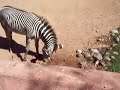 Dirty Zebras