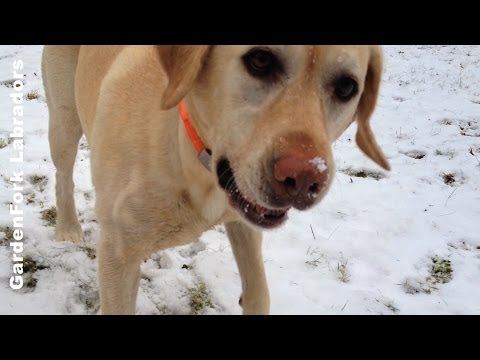 Dogs Play In Snow – GardenFork Labs #27