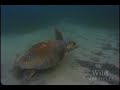 national geographic wild chronicles : turtles vs sharks