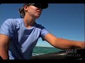 national geographic wild chronicles : turtles vs sharks