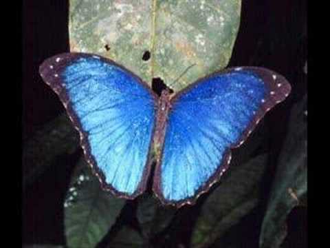 tranquilatus - Plants, animals and landscapes of rainforests from around the world set to Vangelis' Heaven & Hell part one. *If you are someone who objects to the use of th...
