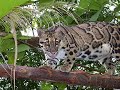 Rainforest Images