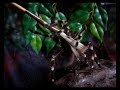 Acanthoscurria geniculata agresja