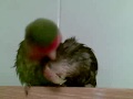 Mis agapornis secándose.