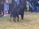 Cães Paneleiros Cães Paneleiros