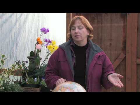 how to care celosia