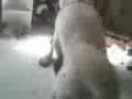 Dog Love
