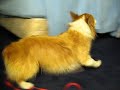kaley corgi fraps in the hotel after bath (july 27 08)