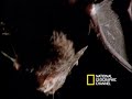 Spider Kills Bat