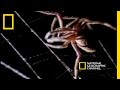 Spider Kills Bat